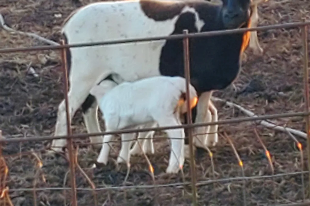 A goat and her kid at the fence line on the homestead