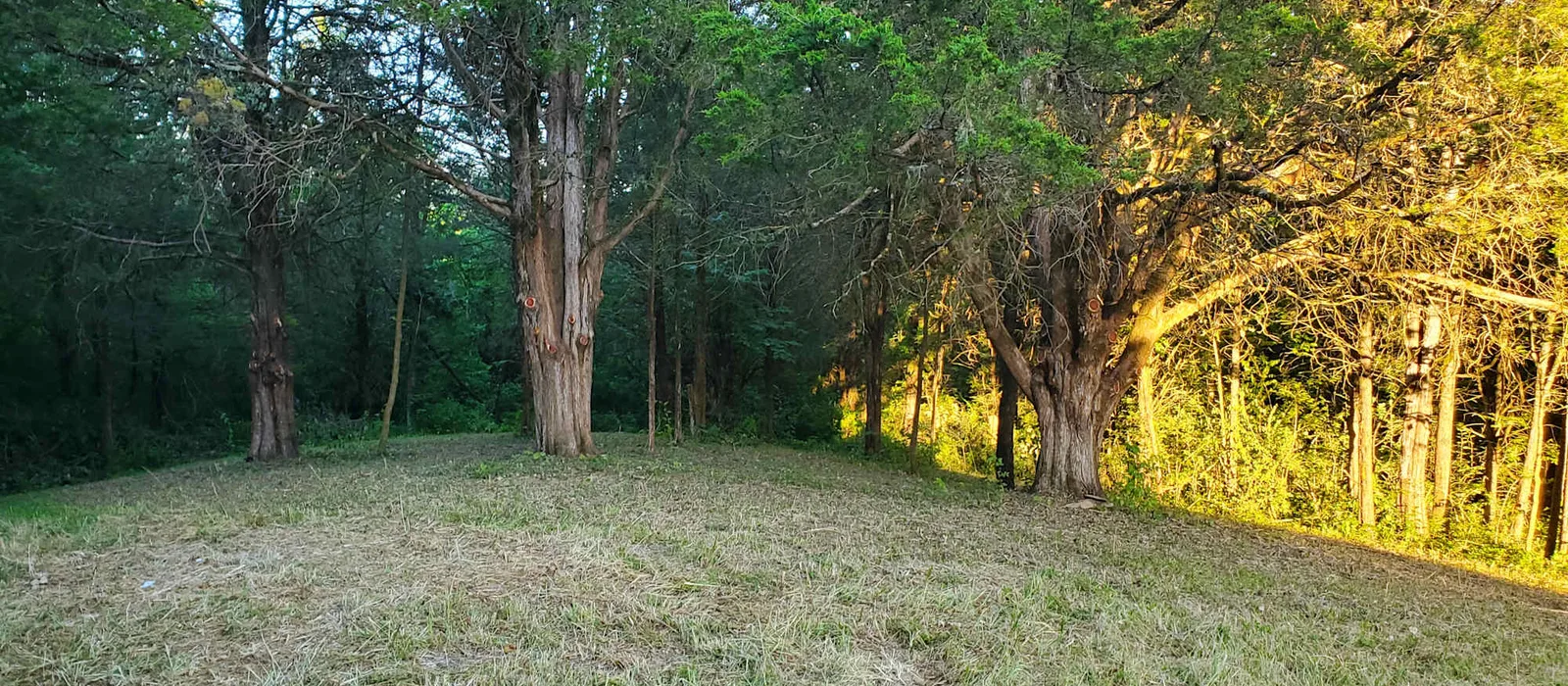 Late afternoon light through cedars at the edge of an open clearing on the property