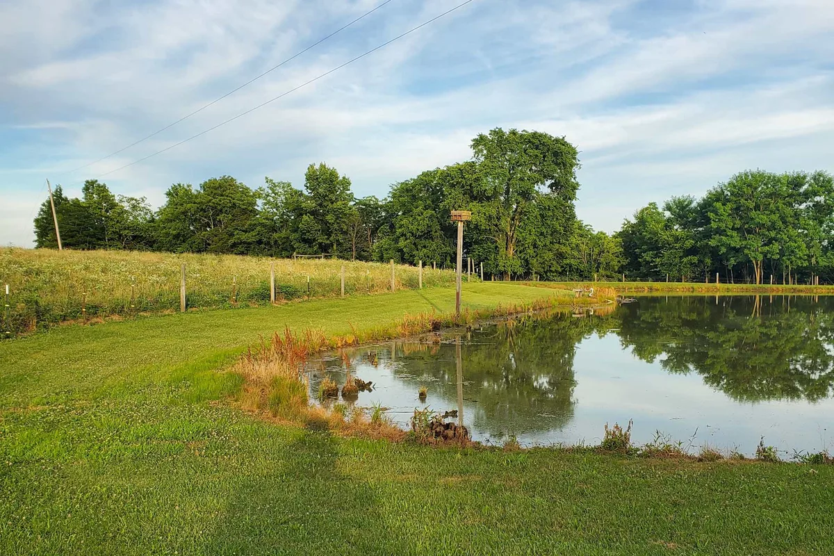 The pond at Turkey Hill Homestead, ringed by grass and treeline under a wide sky